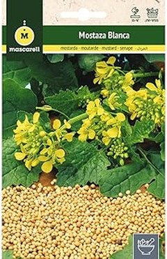 ¿Qué tipo de semillas de mostaza elegir para tus recetas?